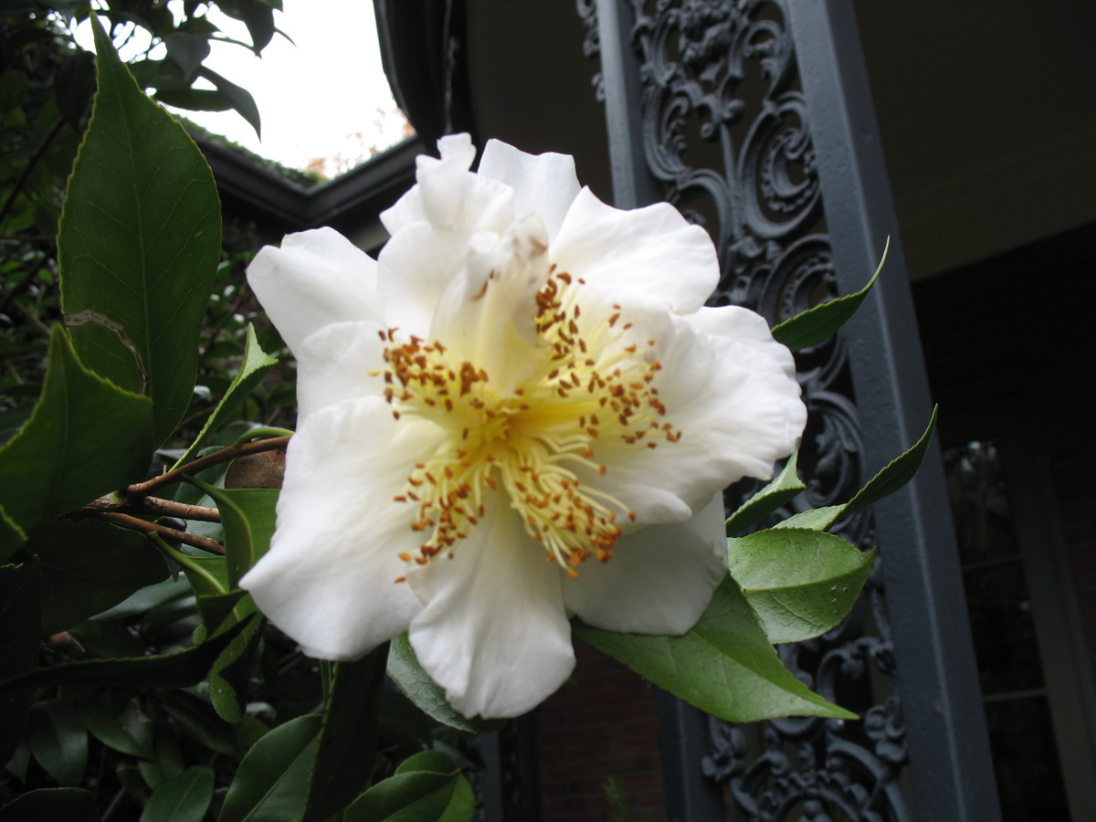 Camellia japonica 'Empress' / Camellia japonica 'Empress'