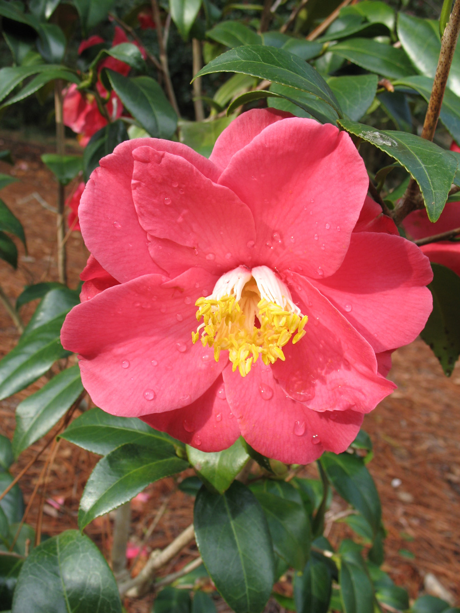 Camellia japonica 'Jessie Burgess' / Jessie Burgess Camellia