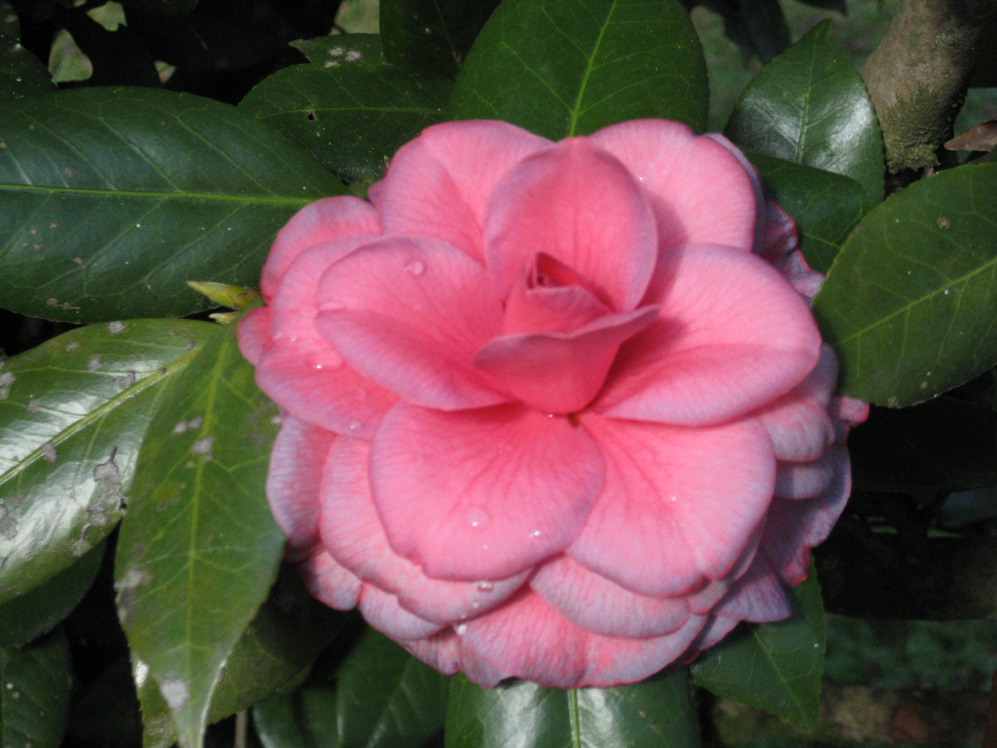Camellia japonica 'Purple Dawn' / Camellia japonica 'Purple Dawn'