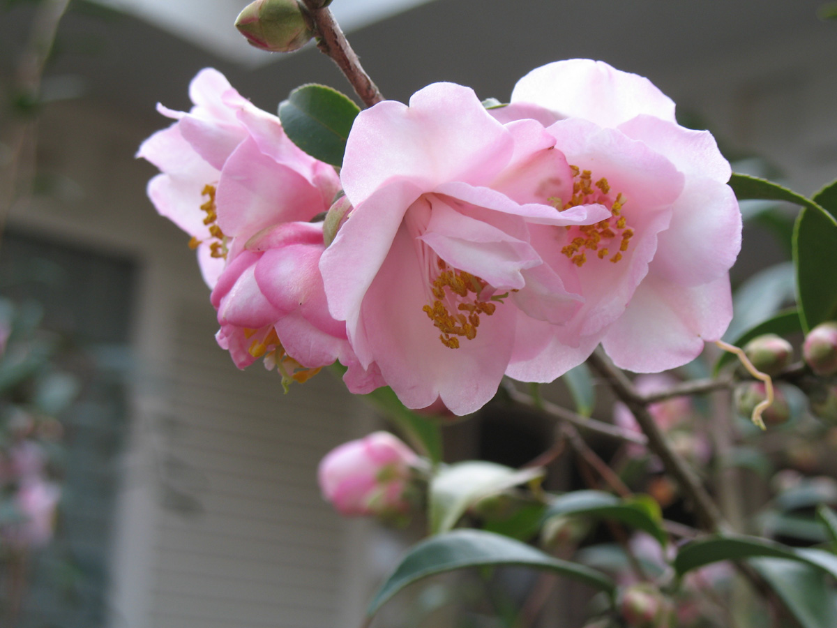 Camellia japonica 'Tiny Princess'  / Camellia japonica 'Tiny Princess' 