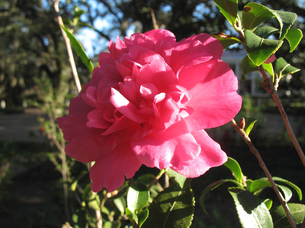 Camellia sasanqua 'Alabama Beauty' / Alabama Beauty Sasanqua