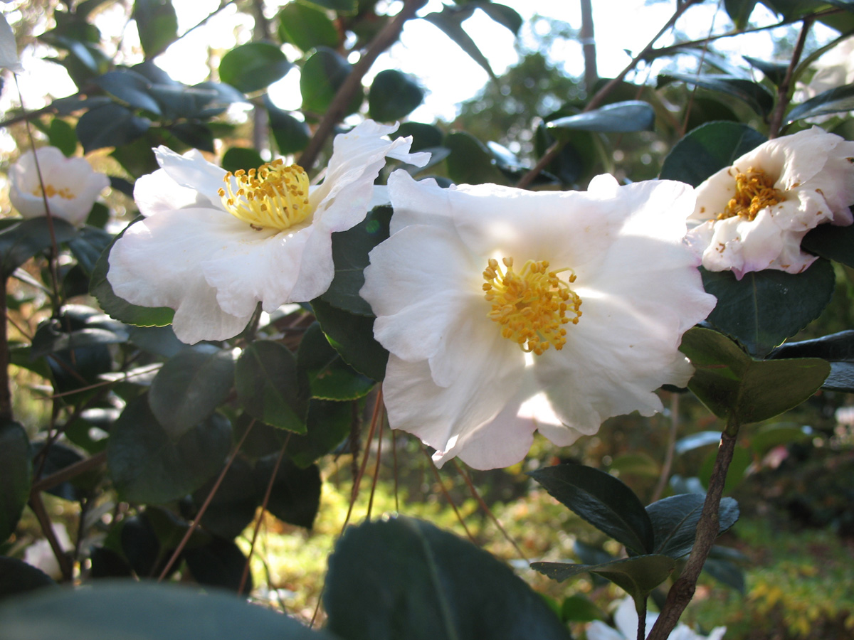 Camellia sasanqua 'Daydream'  / Camellia sasanqua 'Daydream' 