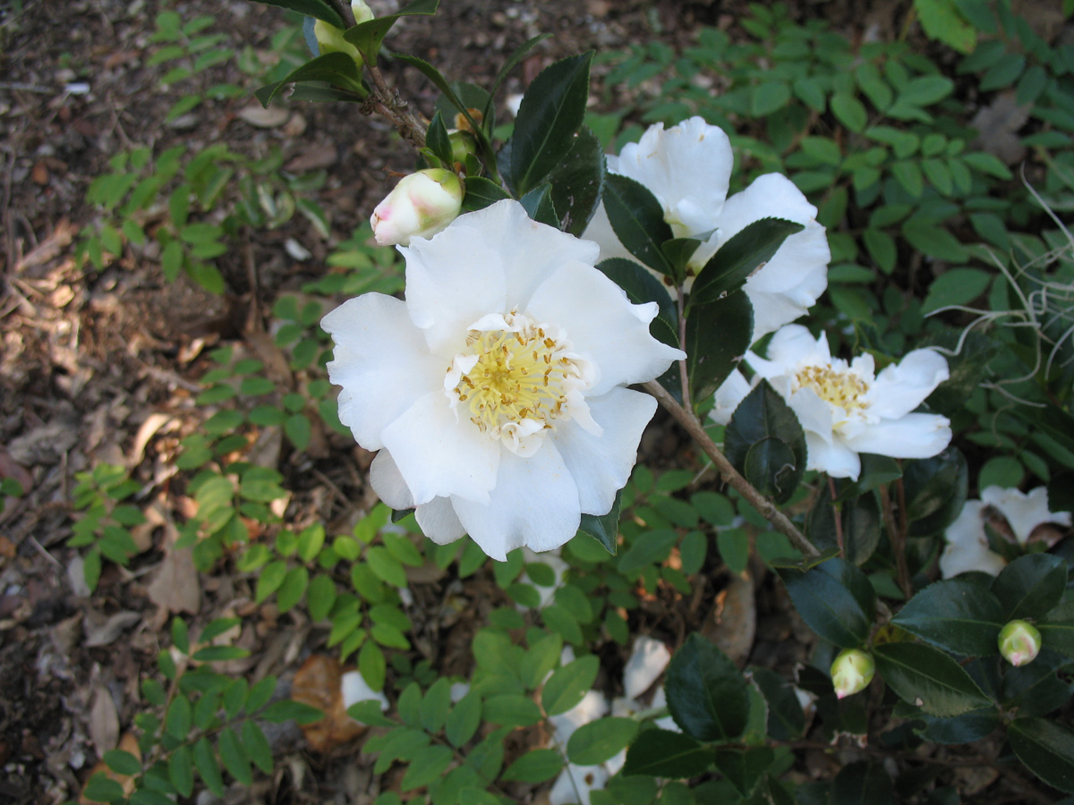 Camellia sasanqua 'Dianna'  / Dianna Sasanqua