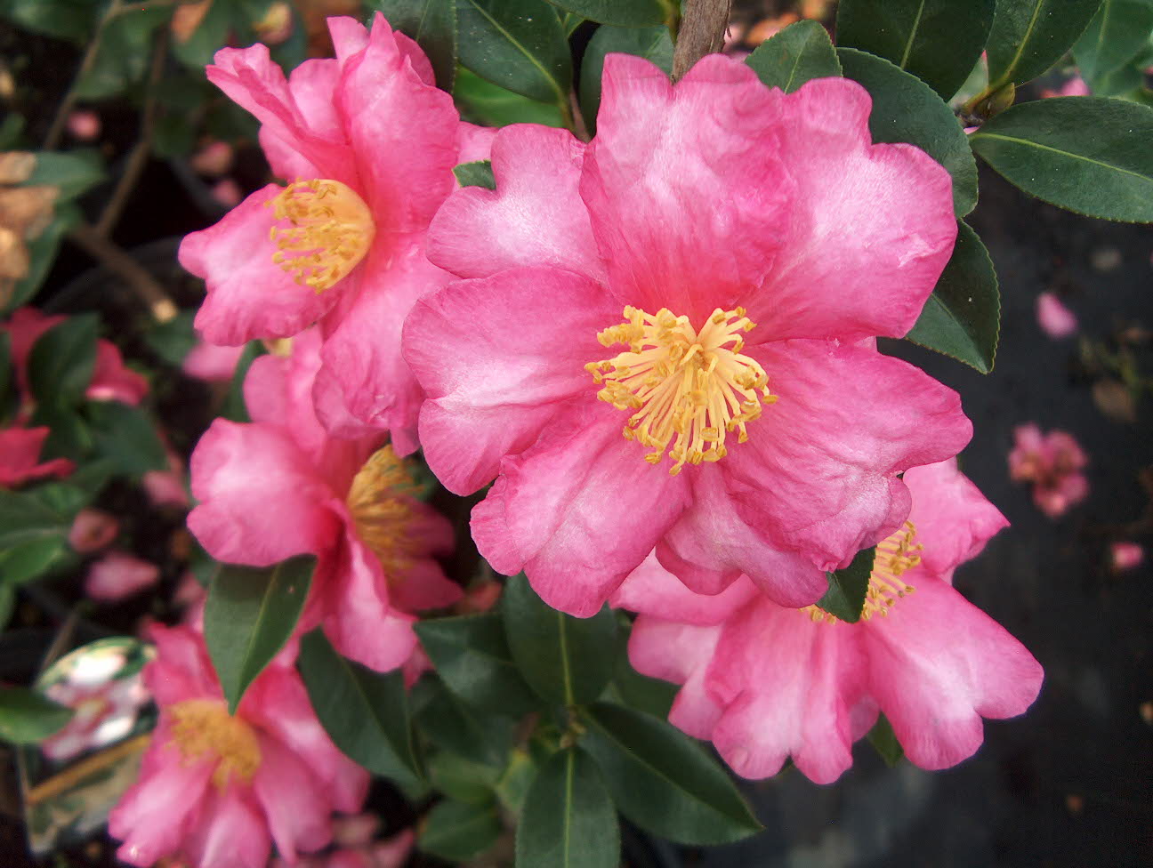 Camellia sasanqua 'Kanjairo' / Camellia sasanqua 'Kanjairo'