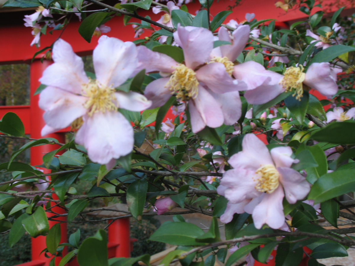 Camellia sasanqua 'Maiden's Blush'  / Camellia sasanqua 'Maiden's Blush' 
