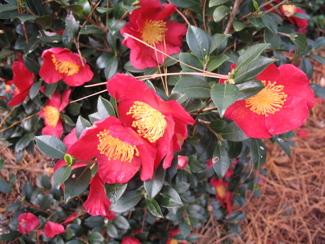 Camellia sasanqua 'Yultide' / Yultide Sasanqua