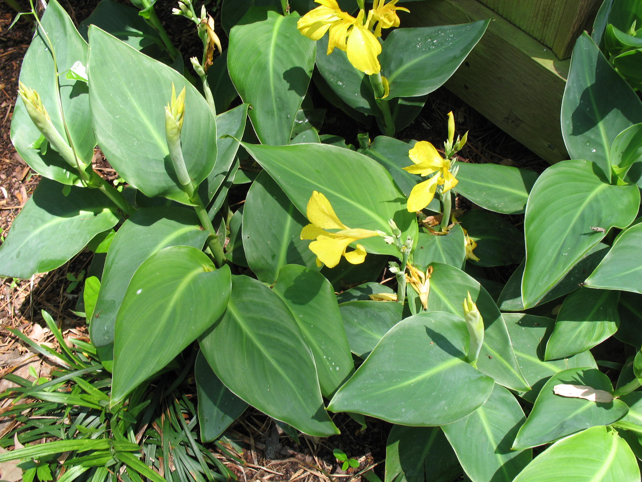 Canna x generalis 'Yellow Leopard'  / Canna x generalis 'Yellow Leopard' 