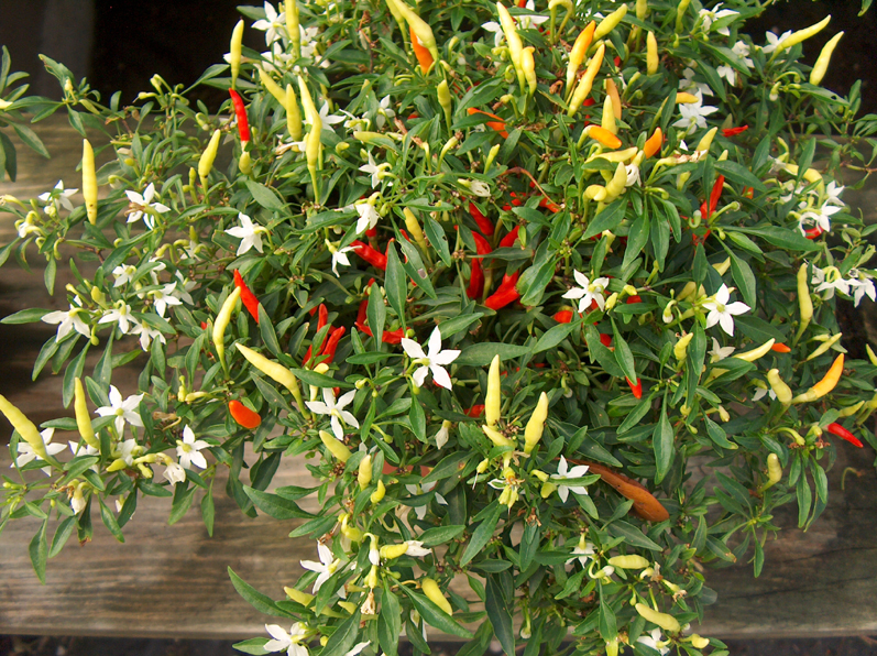 Capsicum annuum 'Explosive Ignite' / 