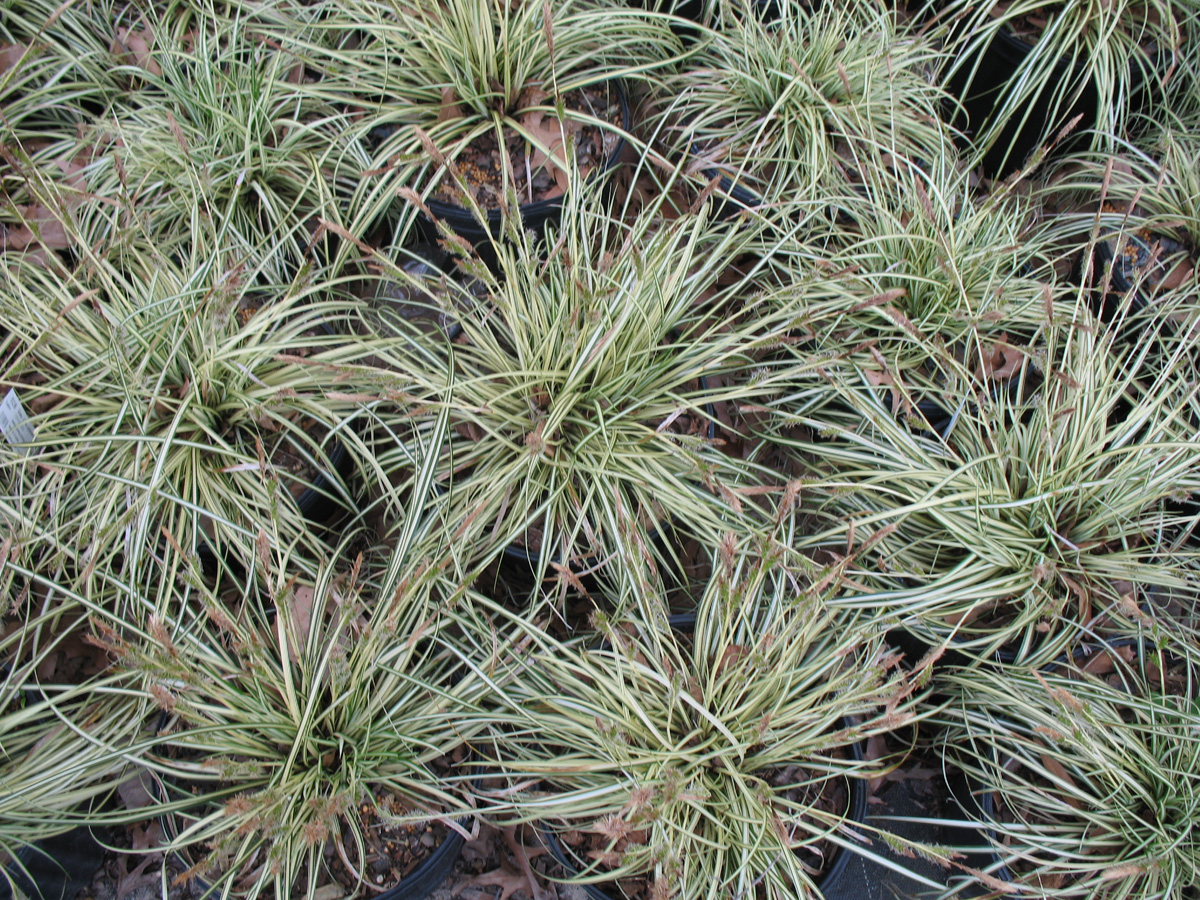 Carex oshimensis 'Evergold'  / Evergold Japanese Sedge