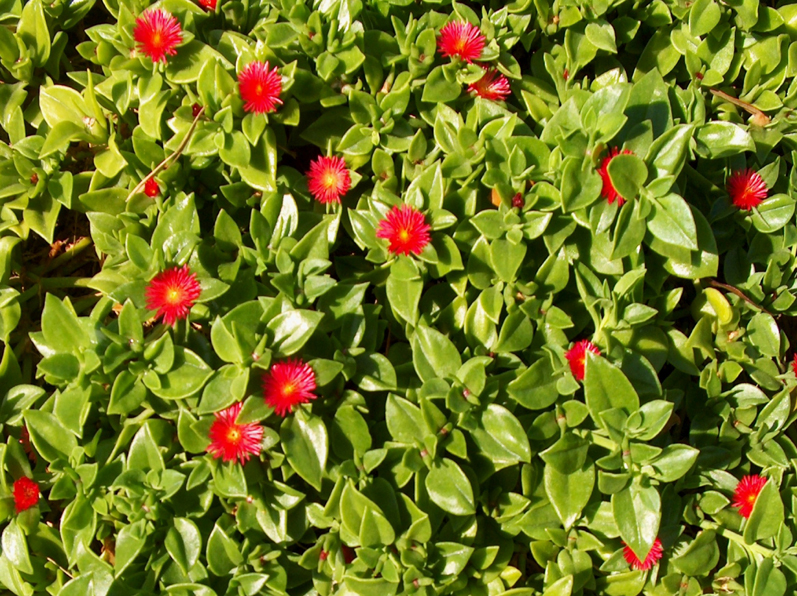 Carpobrotus chilensis  / Sea Fig