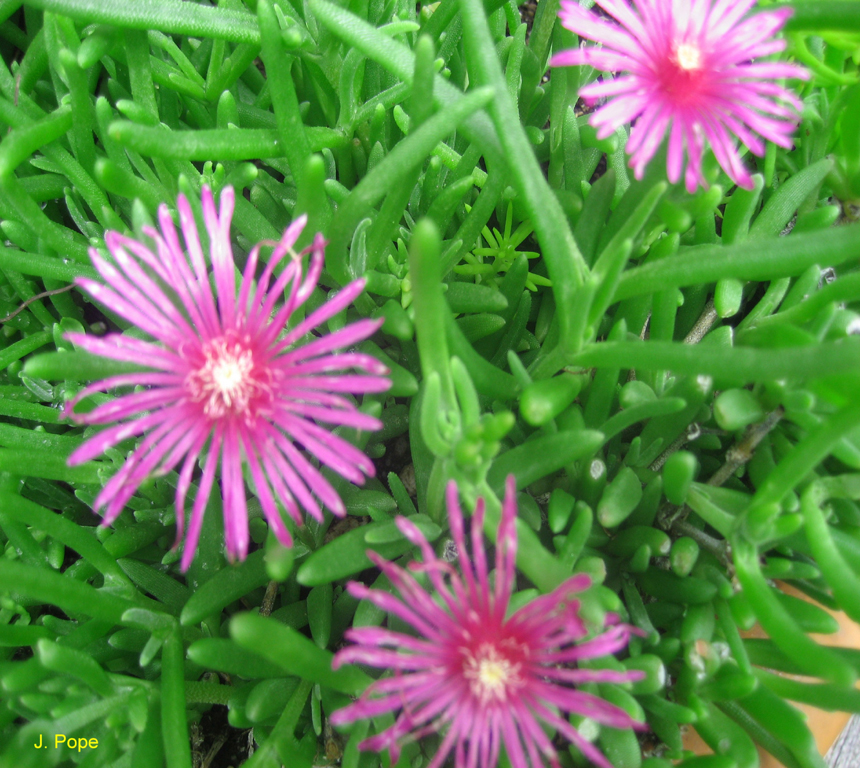 Carpobrotus edulis / Carpobrotus edulis