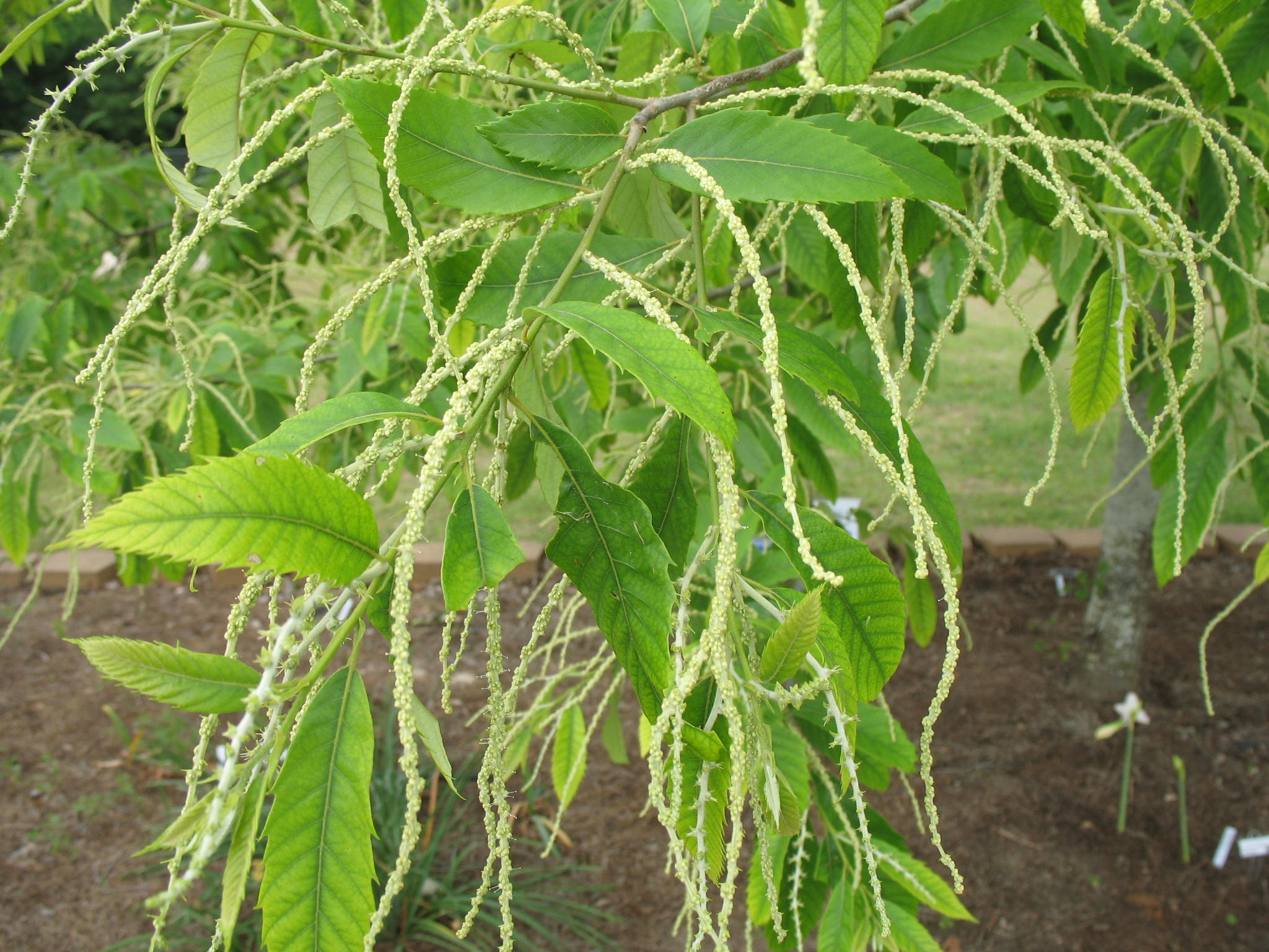 Castanea alnifolia  / Bush Chinkapin