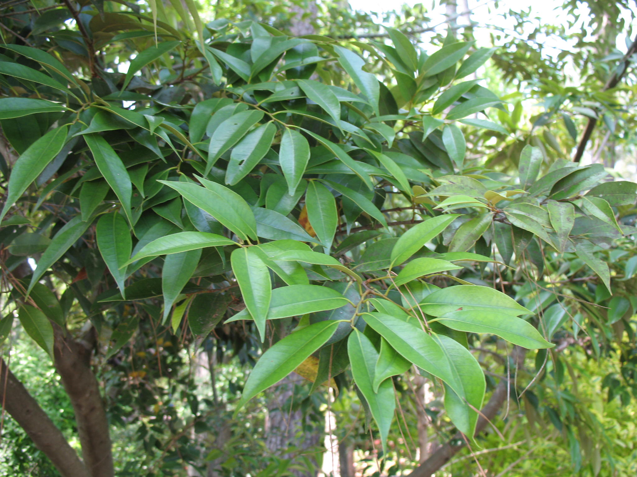 Castanopsis cuspidata  / Copper False Chestnut, Japanese Chinquapin