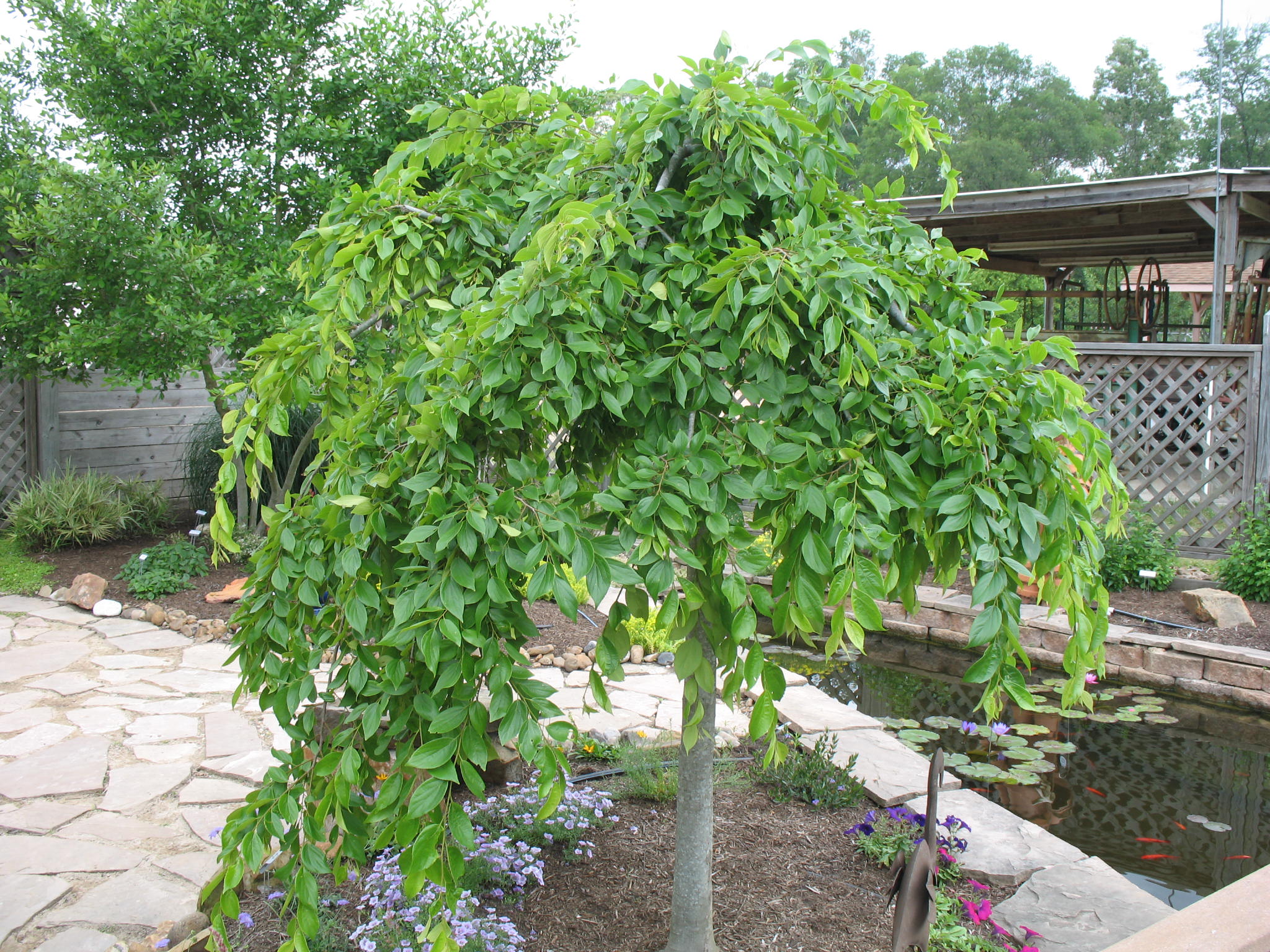 Celtis sinensis / Weeping Sugarberry