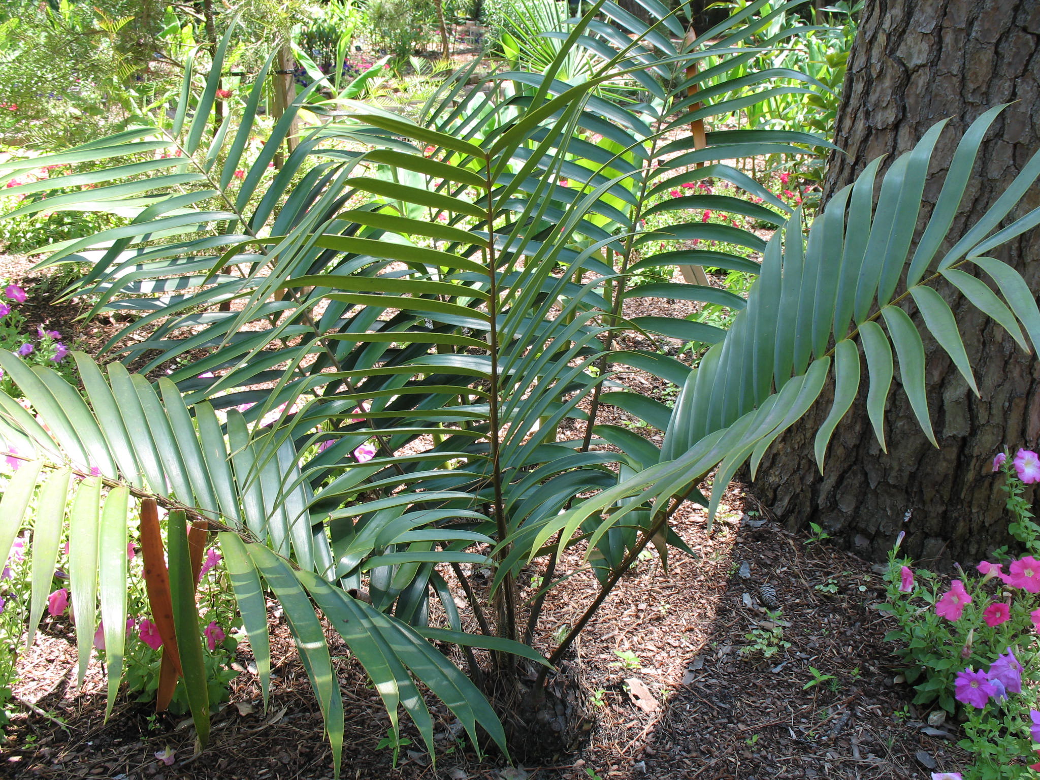 Ceratozamia mexicana var. latifolia  / Bamboo Cycad, Mexican Horncone