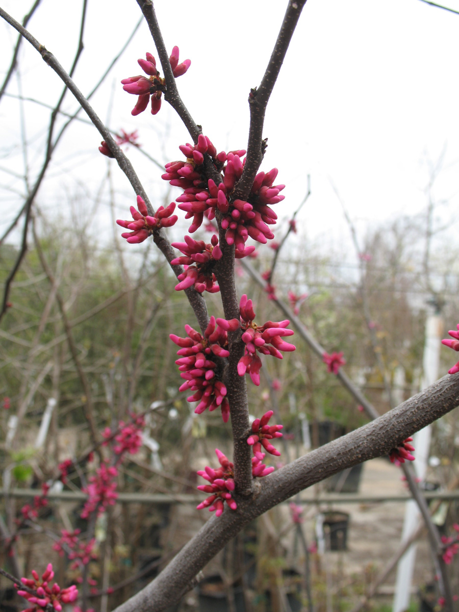 Cercis canadensis 'Appalachian'  / Appalachian Redbud