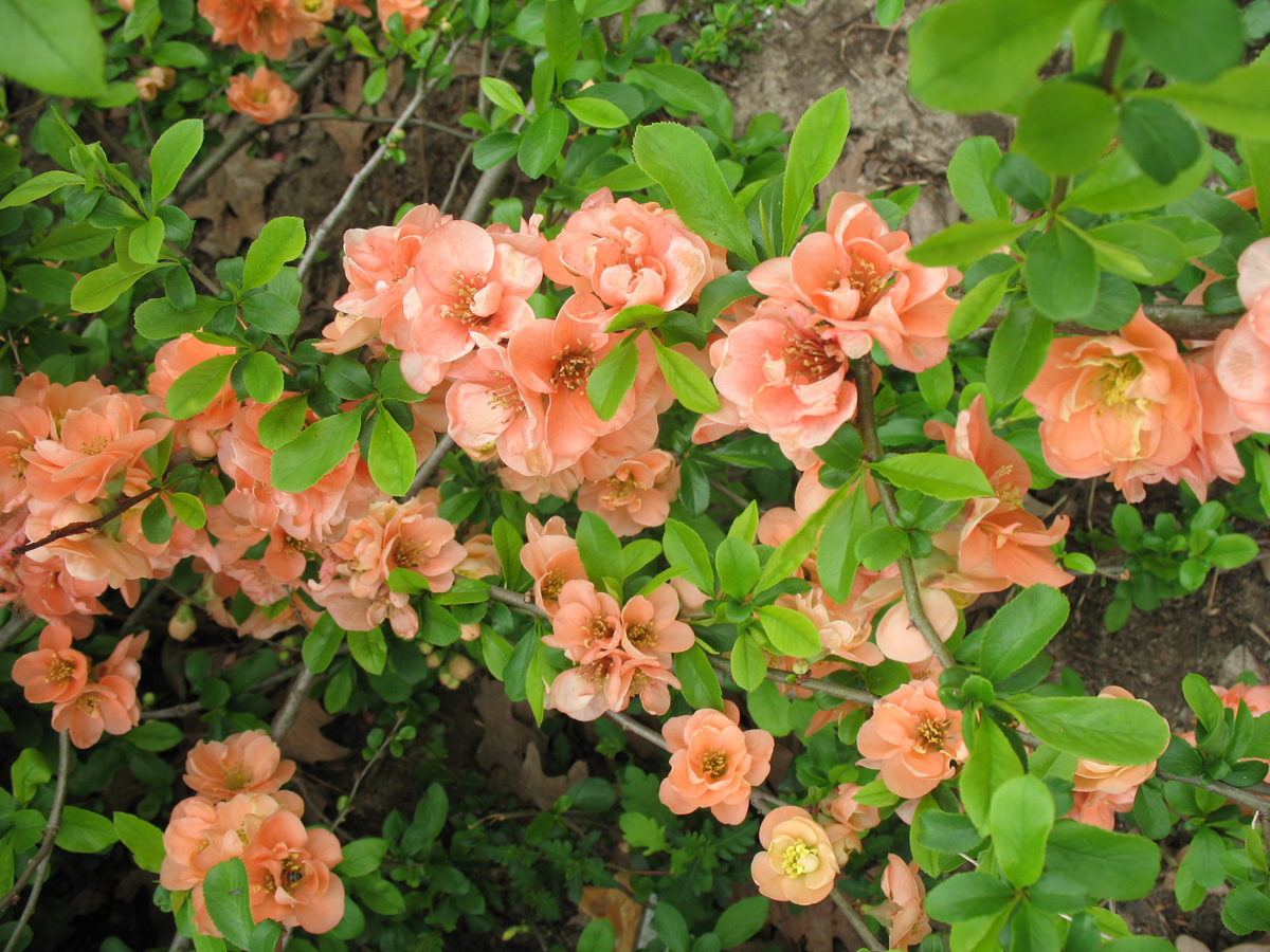 Chaenomeles speciosa 'Crimson and Gold'  / 