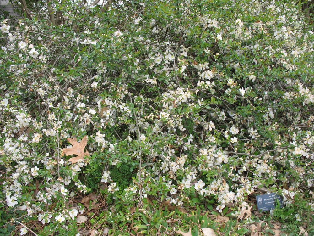 Chaenomeles speciosa 'Jet Trail'  / Jet Trail Flowering Quince