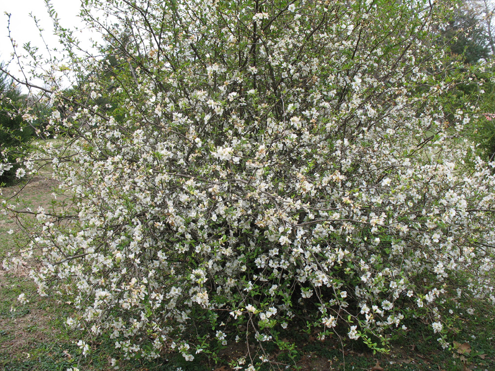 Chaenomeles speciosa 'Nivalis'  / Nivalis White Flowering Quince