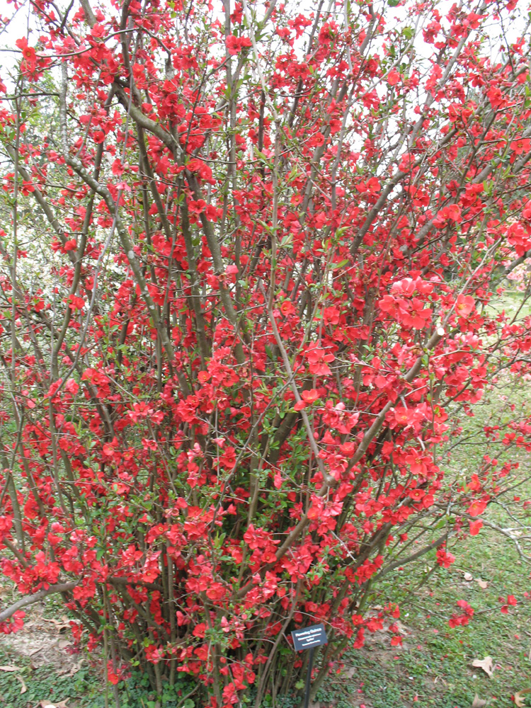 Chaenomeles speciosa 'Spitfire'  / Spitfire Flowering Quince