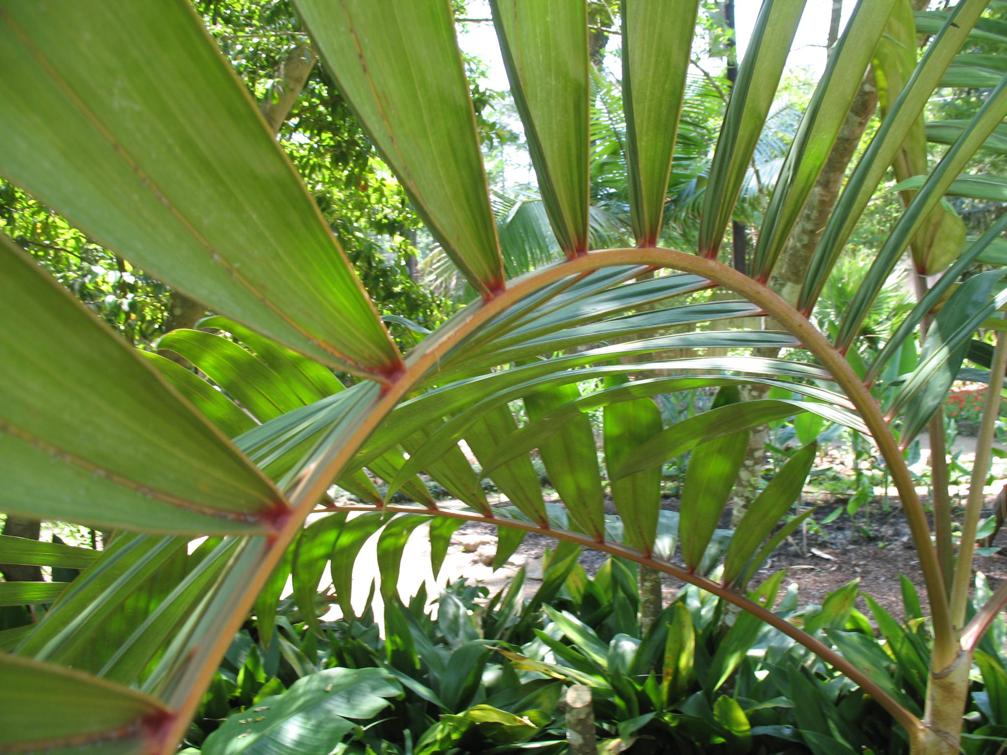 Chambeyronia macrocarpa / Red feather Palm, Blushing Palm