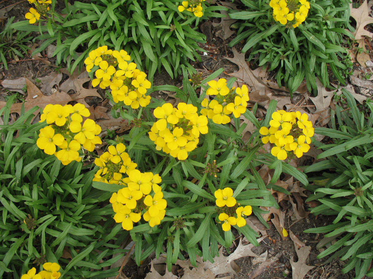 Cheiranthus allioni 'Golden Jubilee' / Cheiranthus allioni 'Golden Jubilee'