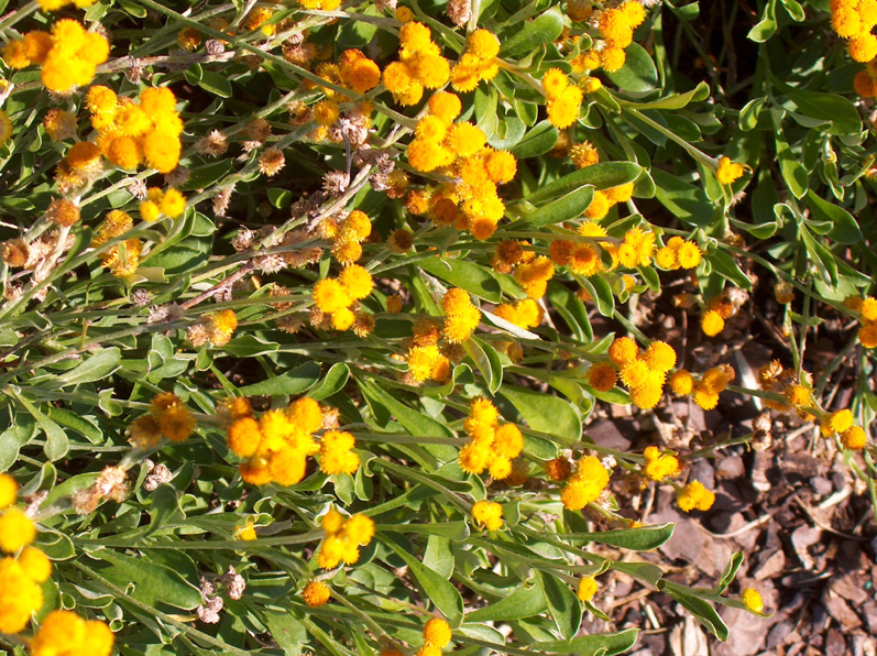 Chrysocephalum apiculatum 'Flambe Orange' / Flambe Orange Strawflower, Orange Buttons