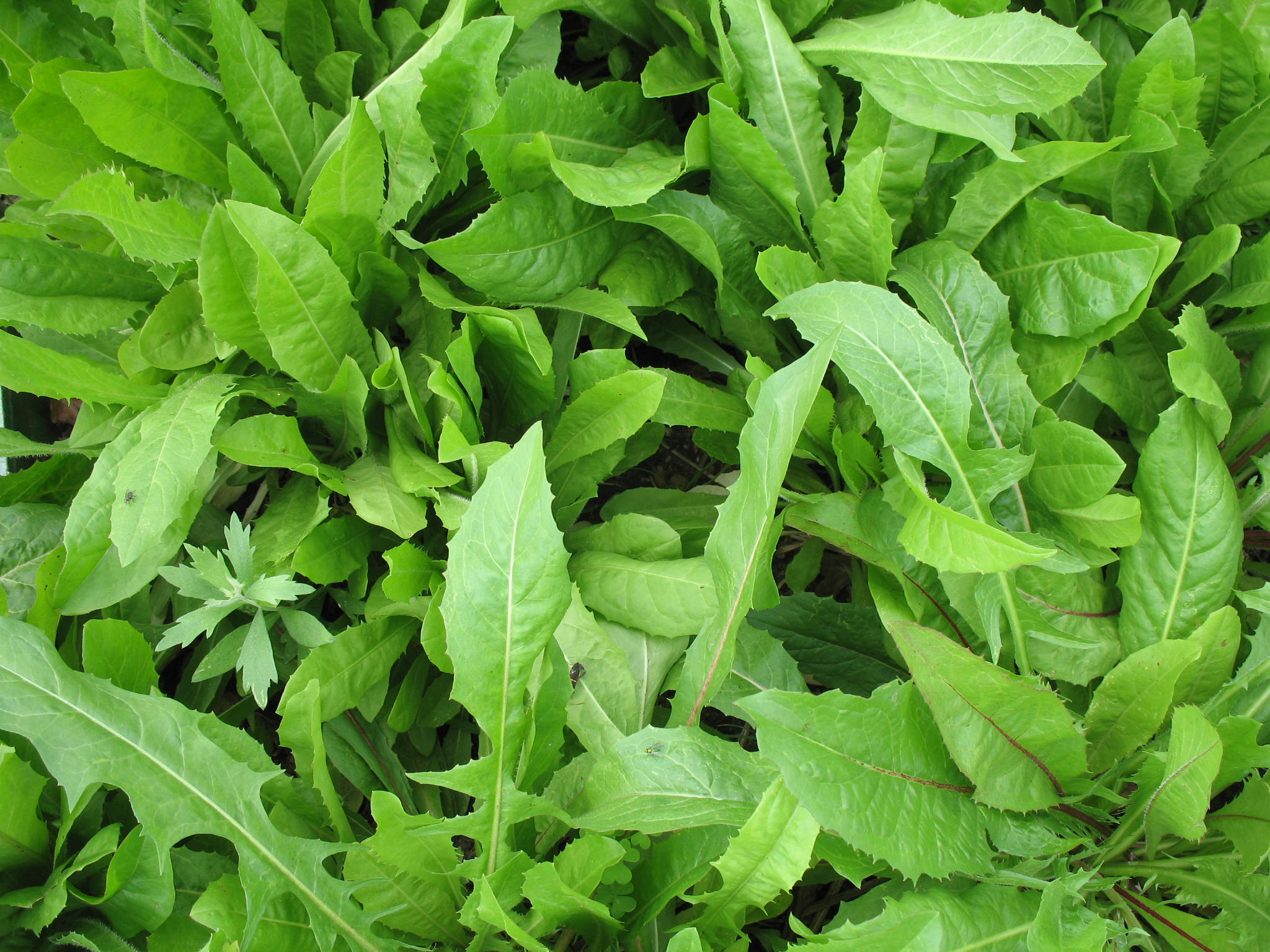 Cichorium intybus  / Chicory