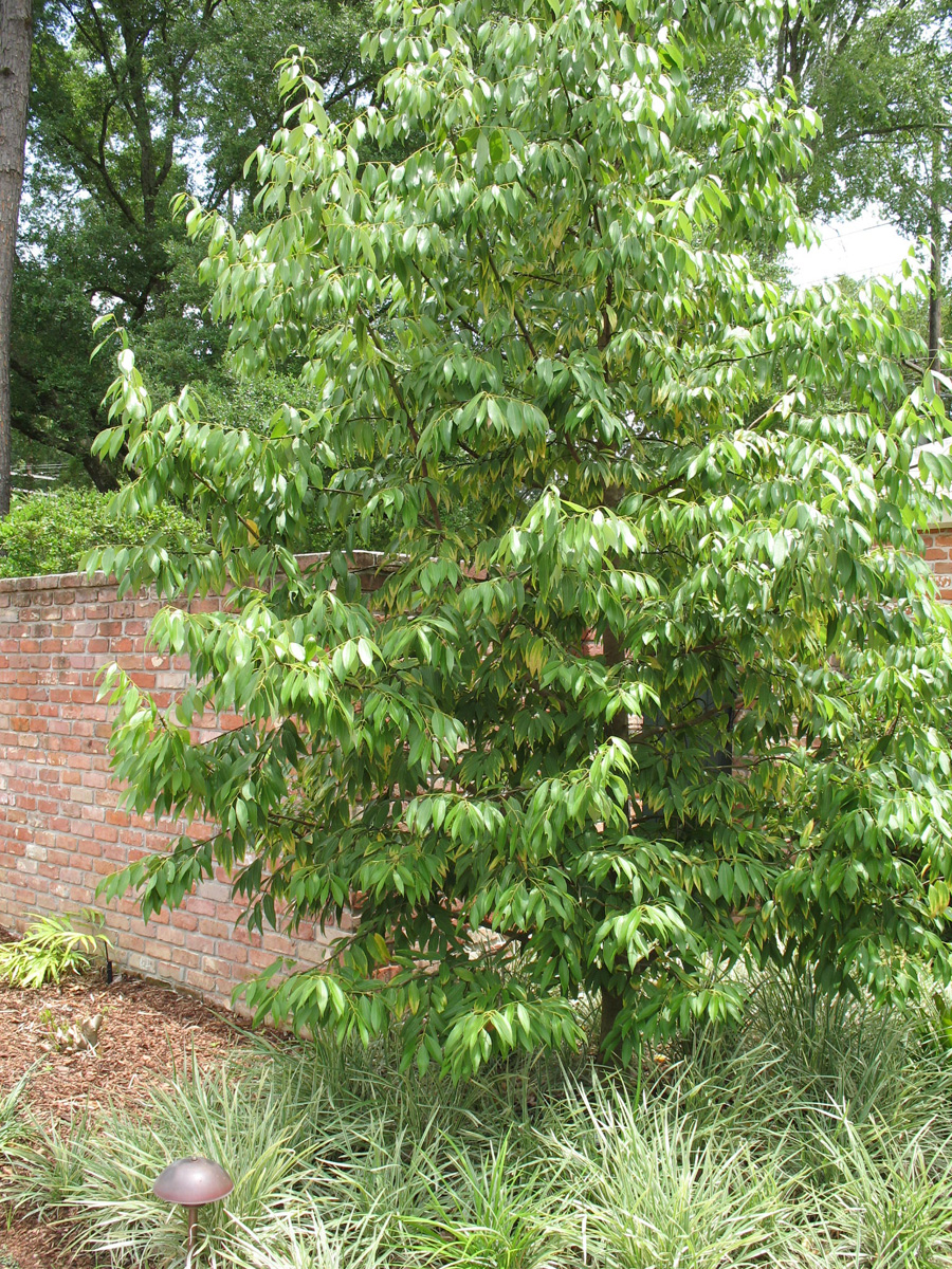 Cinnamomum chekiangensis / Camphor Tree
