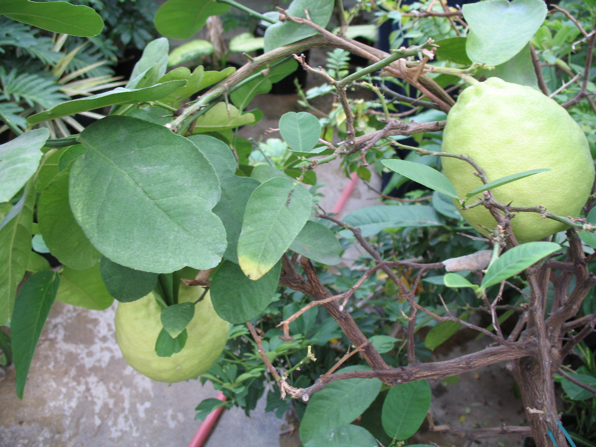 Citrus limon 'Ponderosa' / Ponderosa Lemon