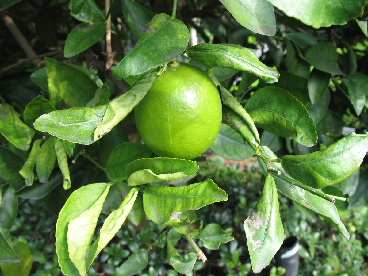 Citrus x aurantifolia  / Key Lime