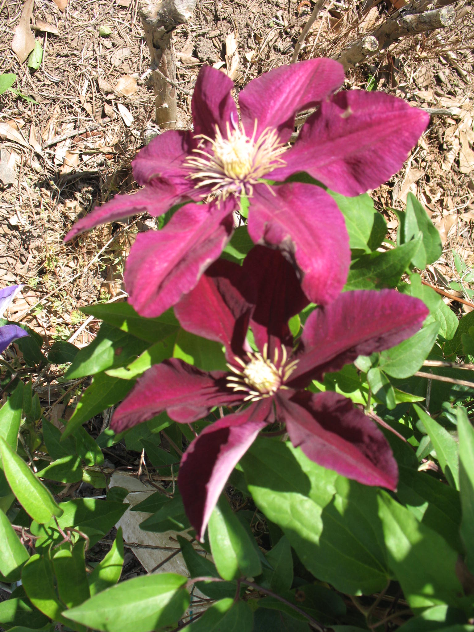 Clematis 'Niobe'  / Clematis 'Niobe' 