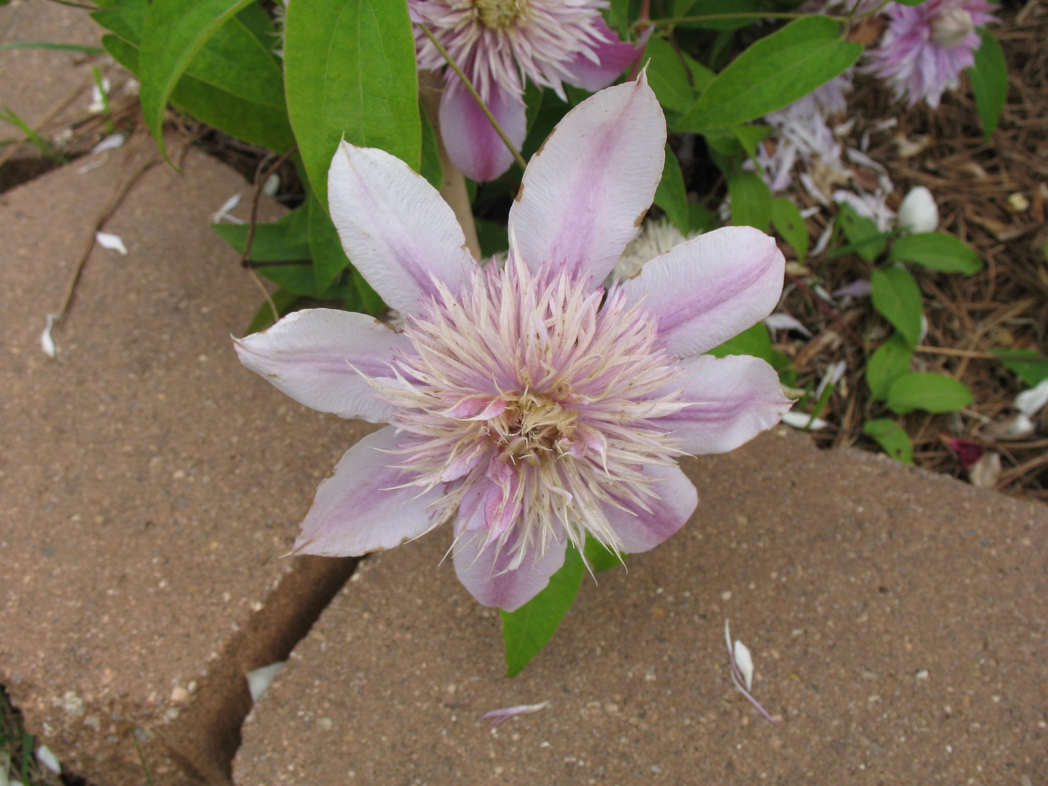 Clematis 'Piilu'  / Clematis 'Piilu' 