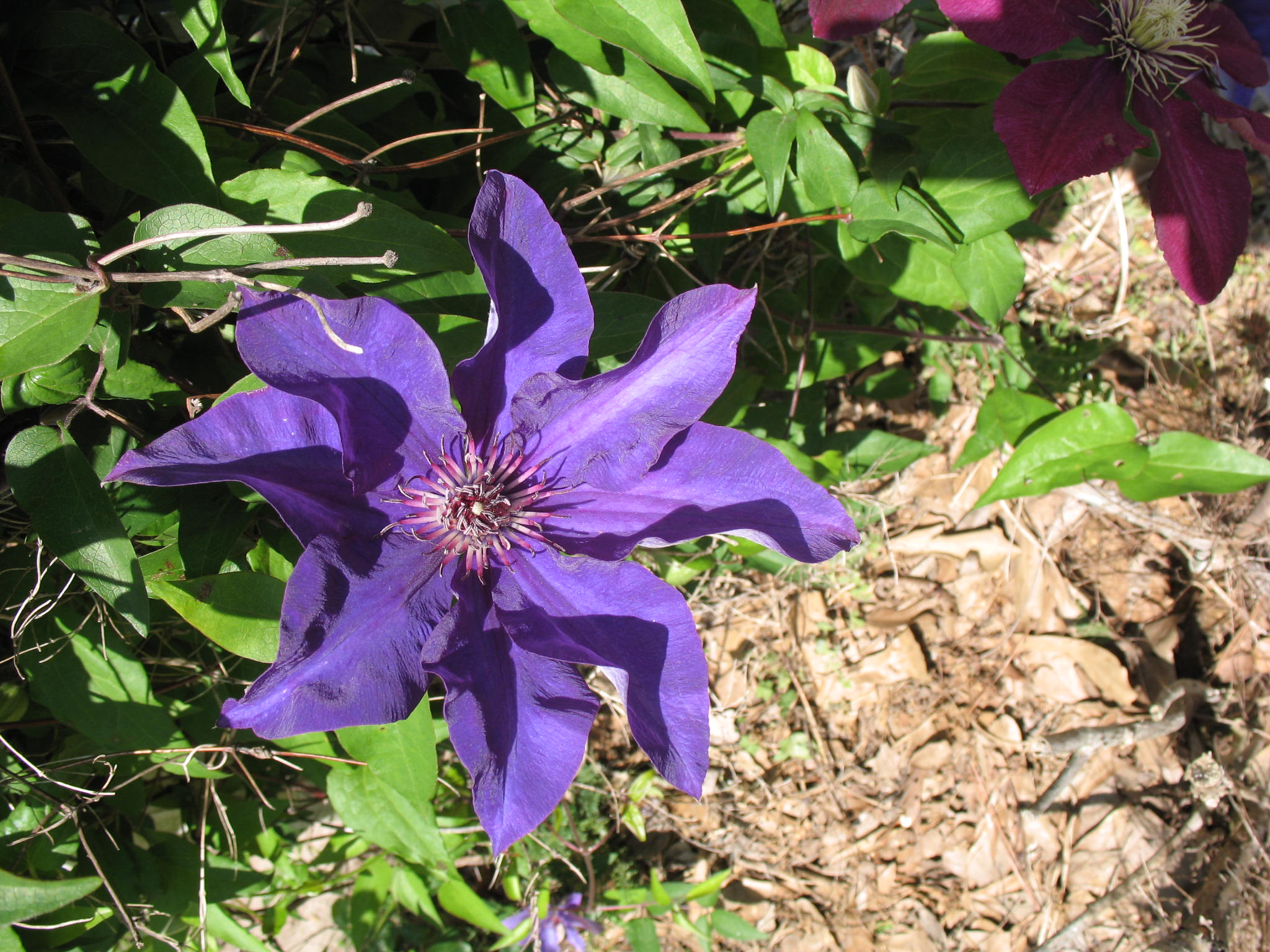 Clematis 'The President' / The President Clematis