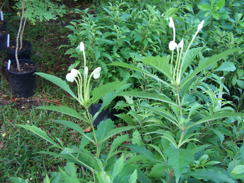 Clerodendrum incisum  / Clerodendrum incisum 