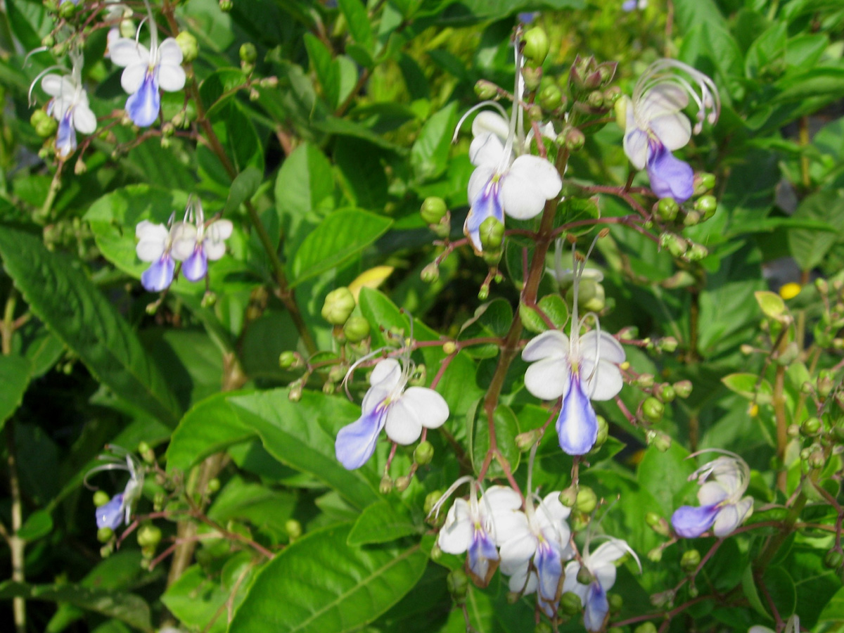 Clerodendrum myricoides 'Ugandense' / Clerodendrum myricoides 'Ugandense'