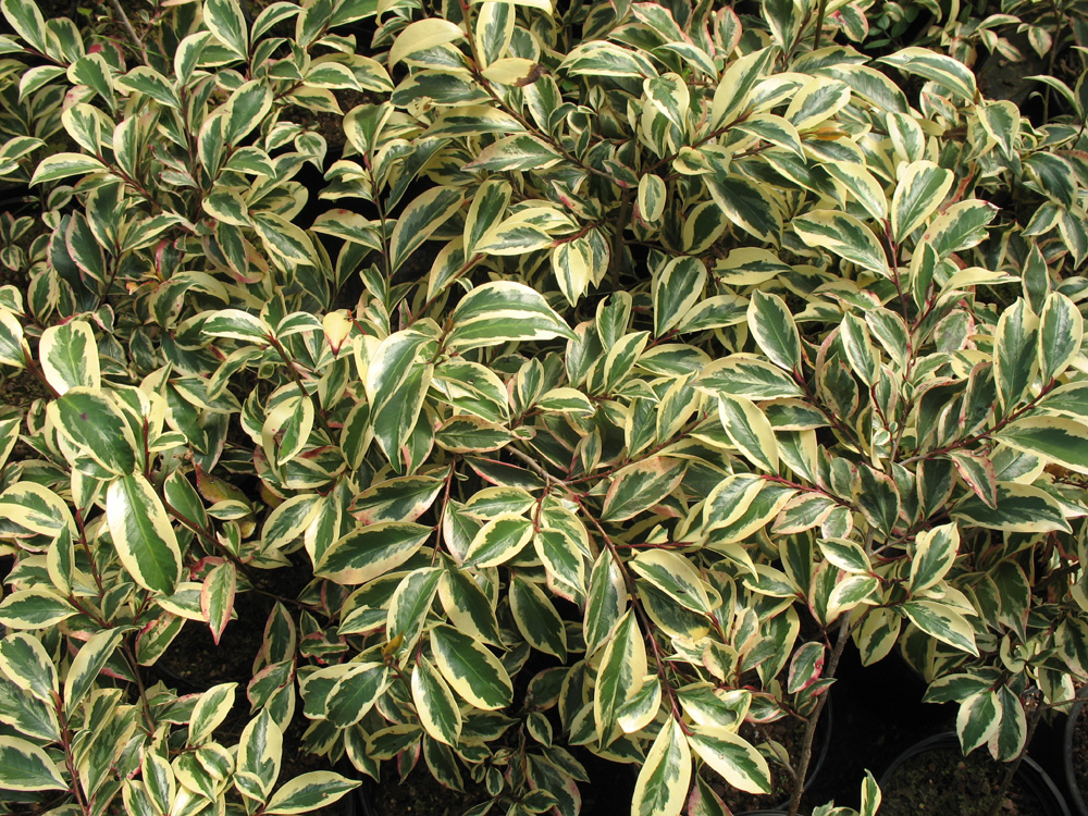 Cleyera fortunei  / Variegated Cleyera