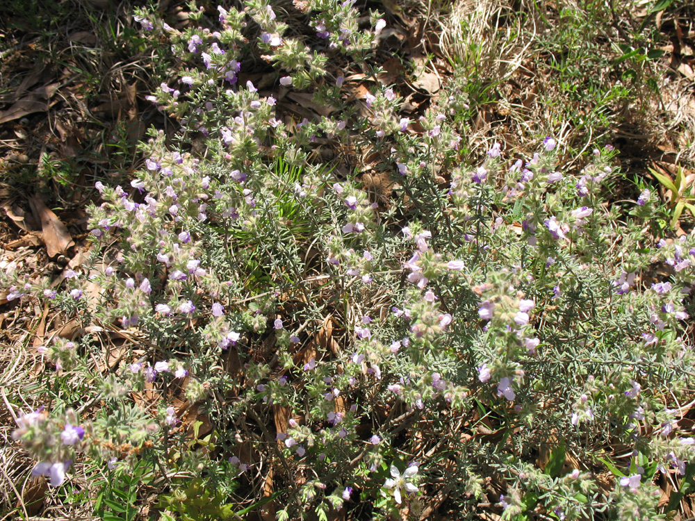 Conradina canescens  / False Rosemary