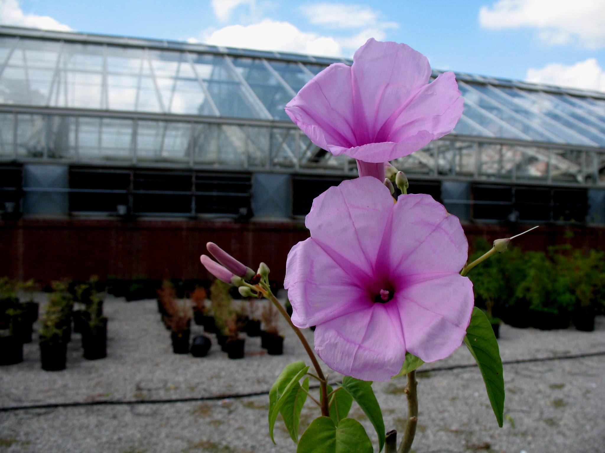 Convolvulus cneorum 'Pauls Glory'  / Bush Morning Glory