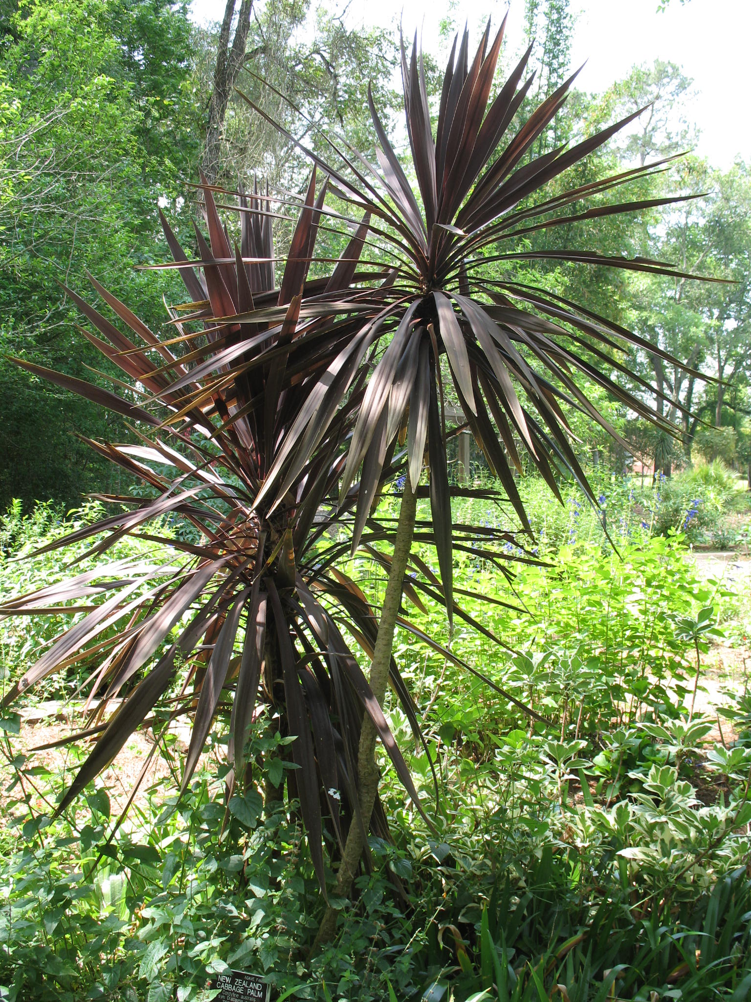 Cordyline australis 'Red Sensation' / Cordyline australis 'Red Sensation'