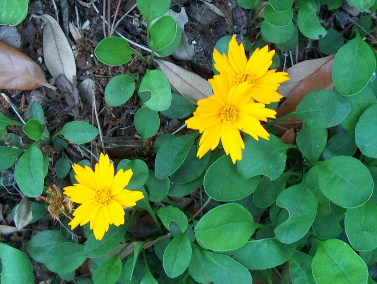 Coreopsis auriculata 'Nana' / Eared Coreopsis