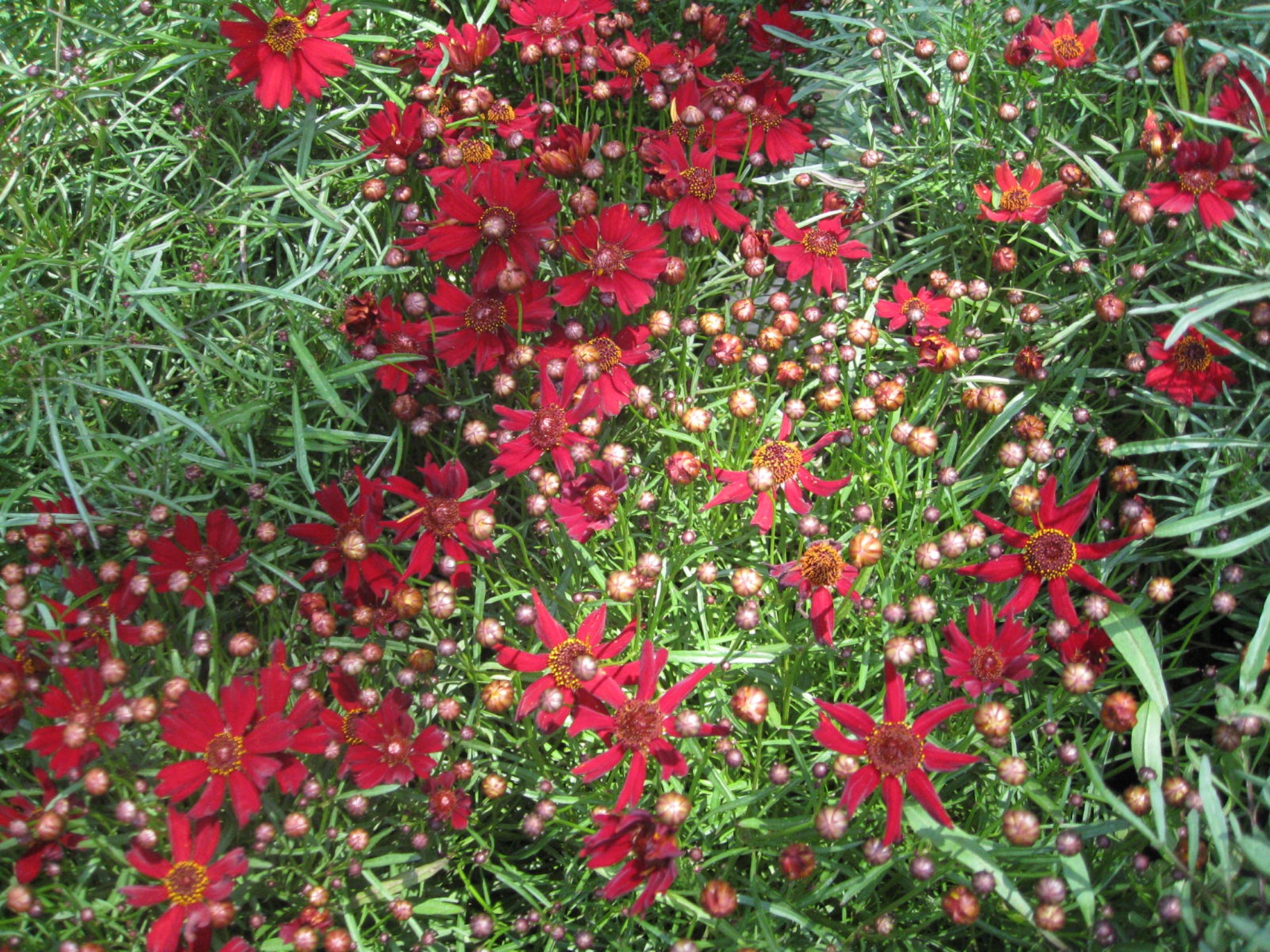 Coreopsis tinctoria     / Dwarf Red Plains Coreopsis