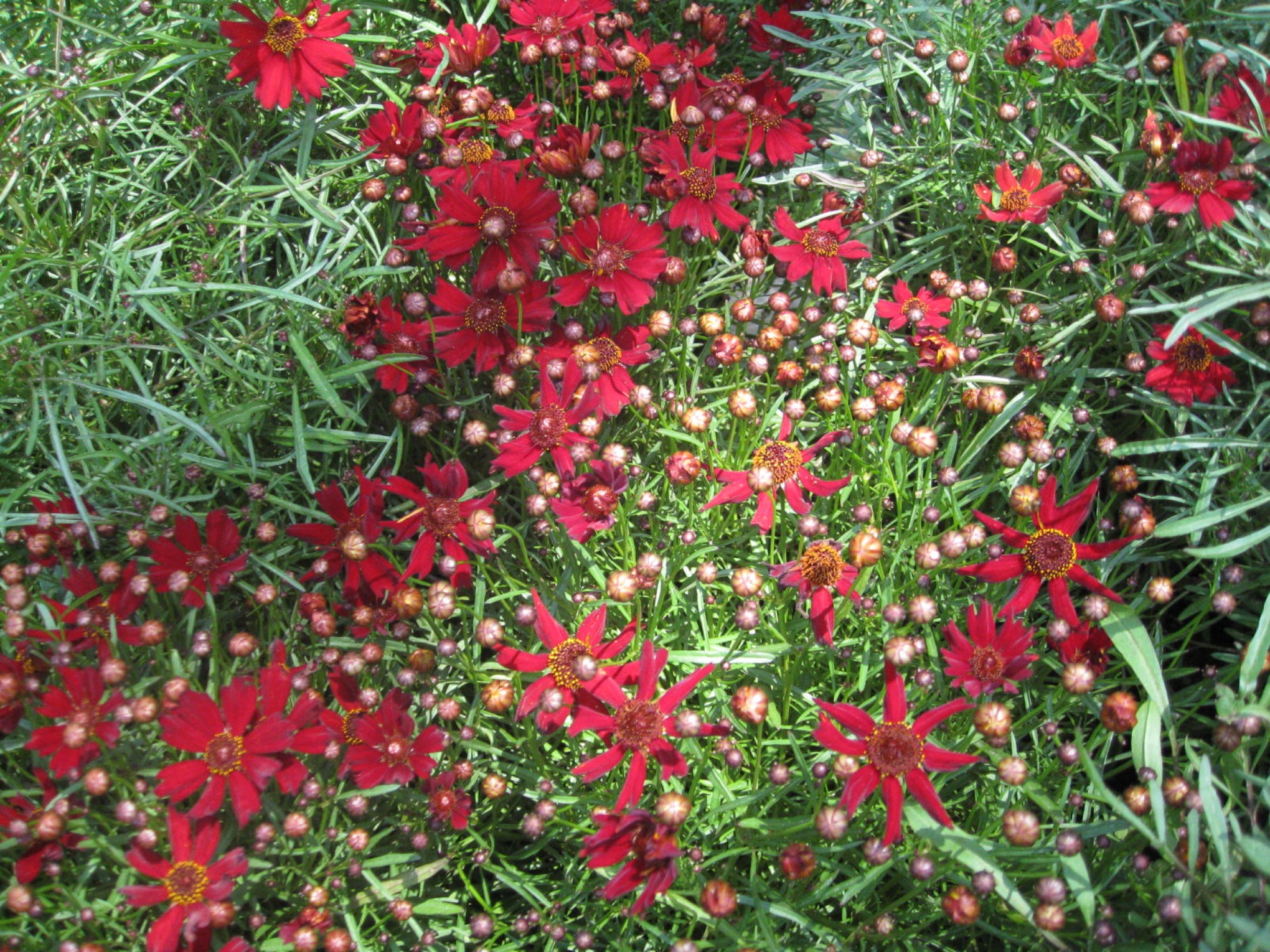 Coreopsis tinctoria     / Coreopsis tinctoria    