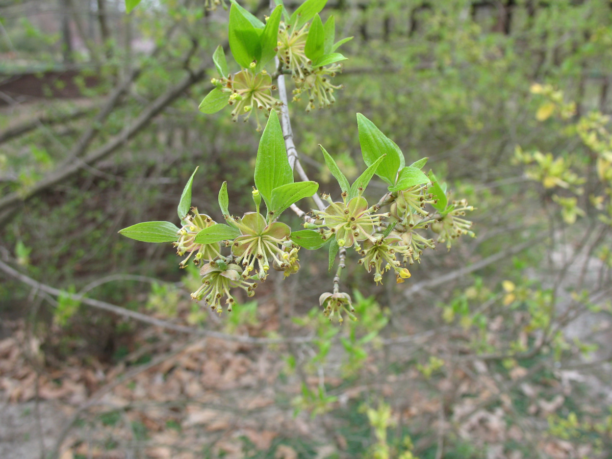 Cornus officinalis  / Cornus officinalis 