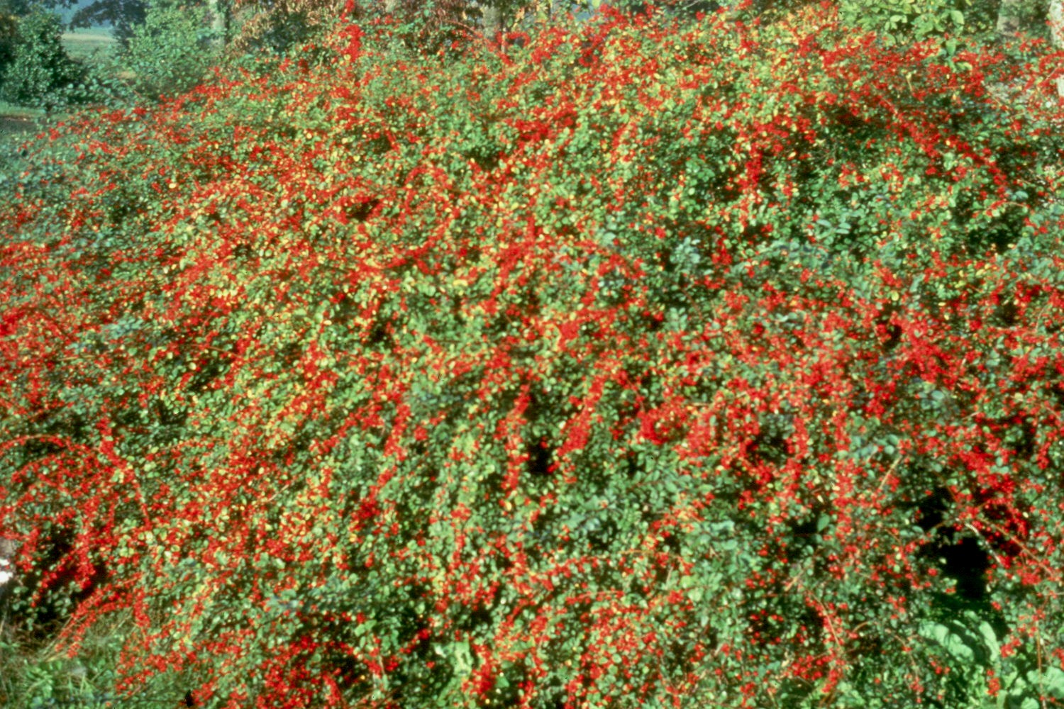 Cotoneaster multiflora  / 