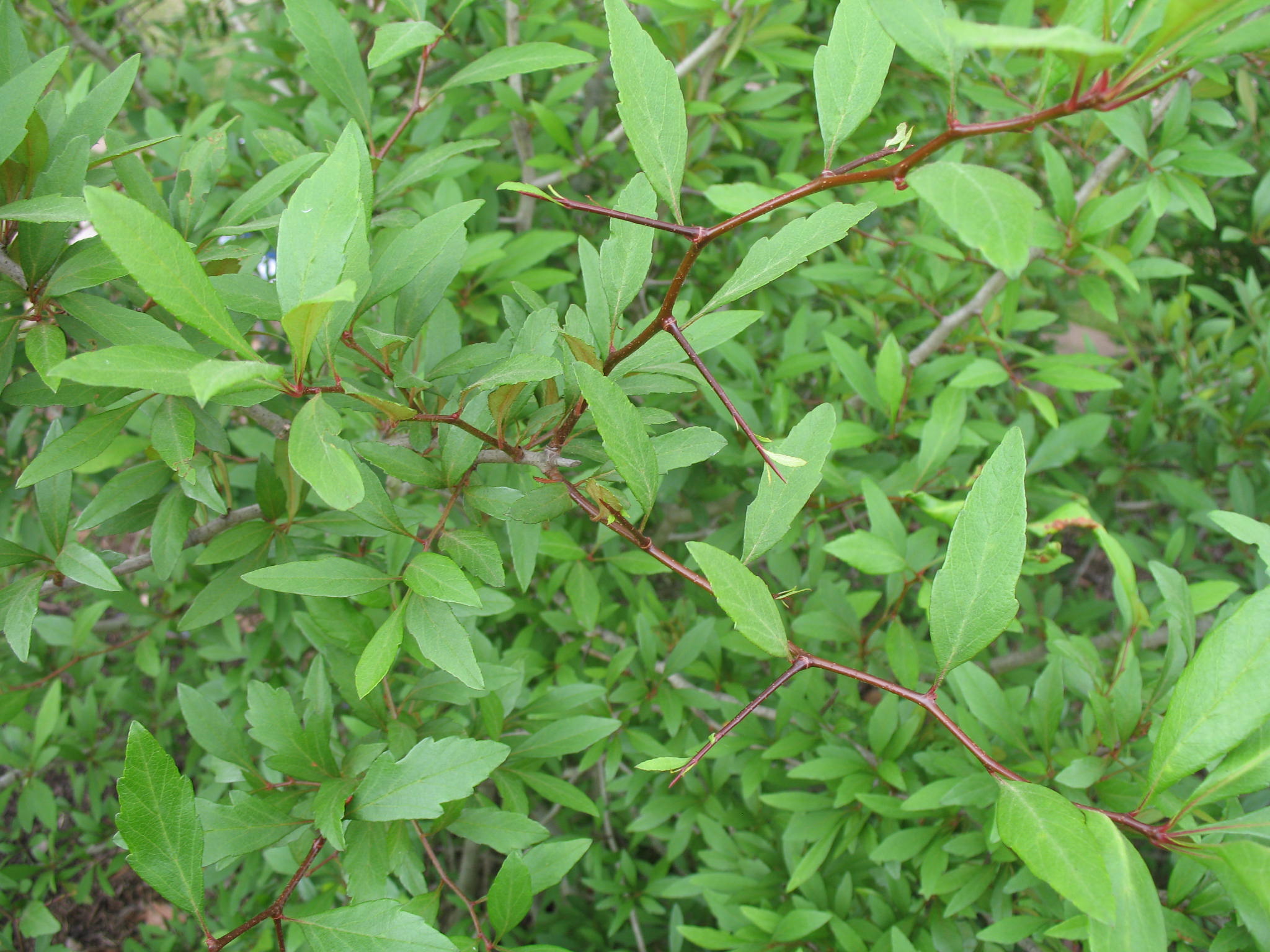 Crataegus aestivalis / Crataegus aestivalis