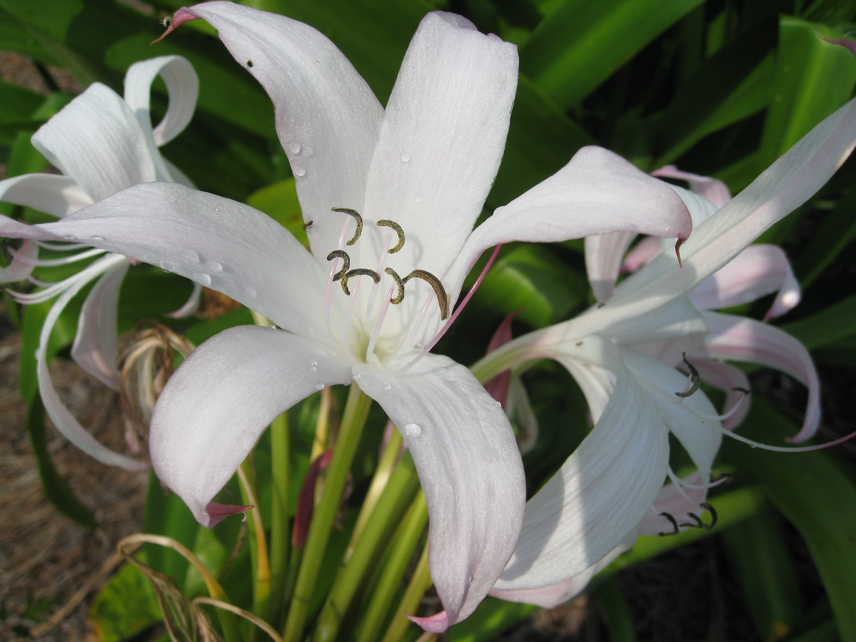 Crinum 'Alamo Village' / Almo Village Crinum