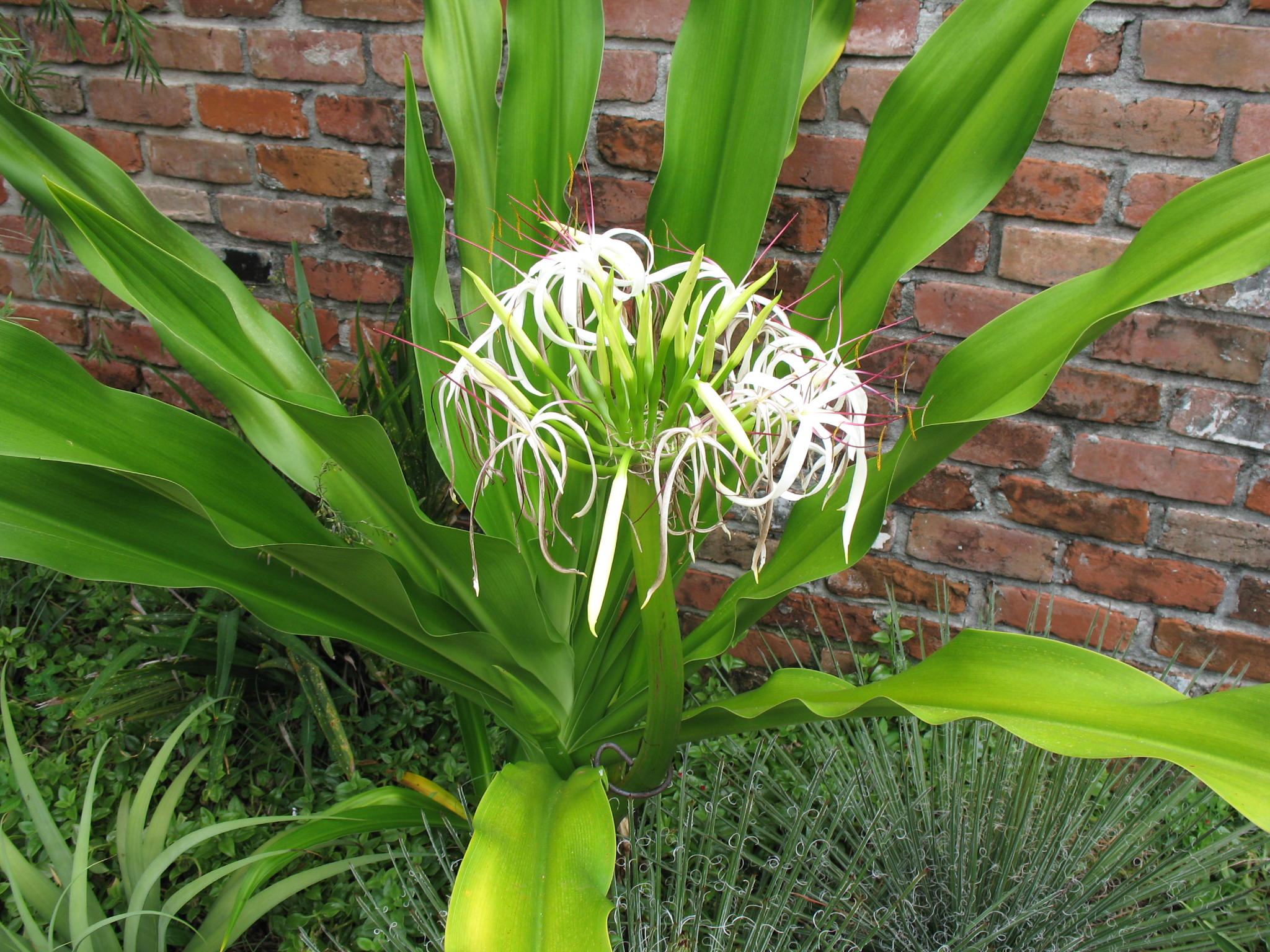 Crinum asiaticum  / Grand Crinum Lily