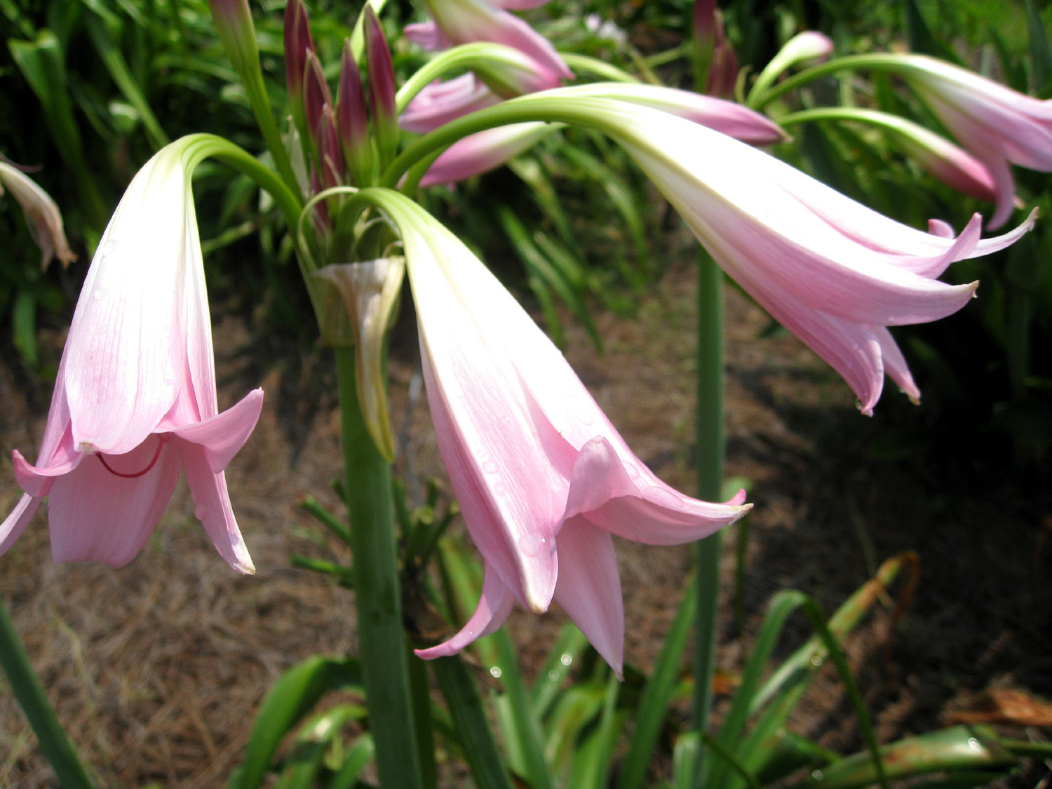 Crinum 'Cecil Houdyshel' / Cecil Houdyshel Crinum