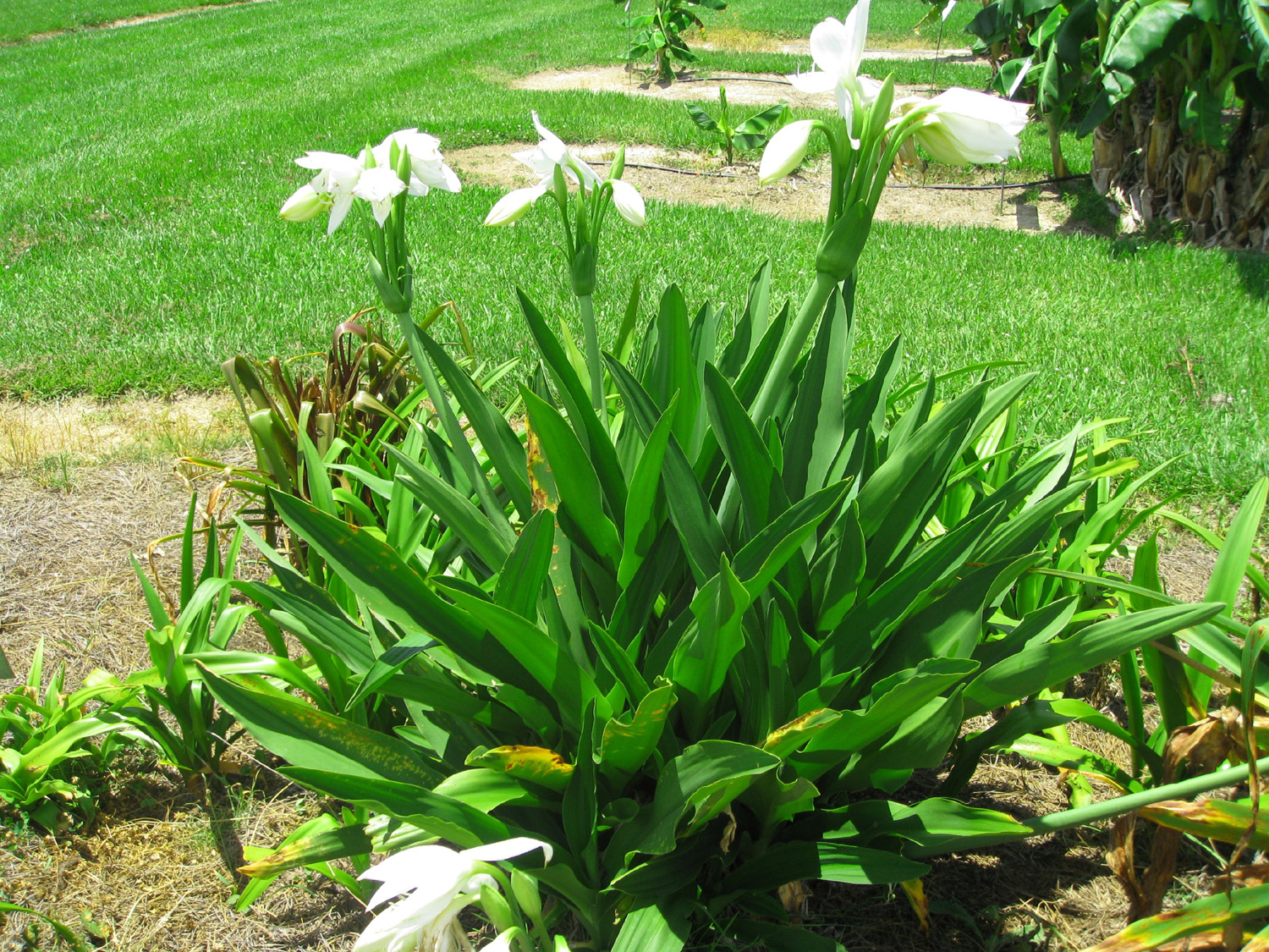 Crinum jagus 'Rattrayii'  / Rattrayii Crinum, Noble Crinum